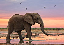 African elephant (Loxodonta africana) at sunset by water, Etosha National Park, Namibia October