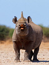Black rhinoceros (Diceros bicornis) male urine testing, flehmen reaction, Etosha National Park, Namibia October