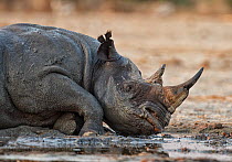 Black rhinoceros (Diceros bicornis) wallowing in mud, Etosha National Park, Namibia October