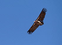 Lappet faced vulture (Torgos tracheliotus) adult in flight, Etosha National Park, Namibia October