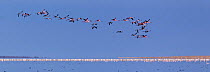 Lesser flamingo (Phoenicopterus minor) flock flying over many more in shallow waters of the Etosha pan, Etosha National Park, Namibia October