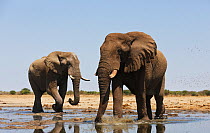 African elephants (Loxodonta africana) two old bulls at a waterhole, Etosha National Park, Namibia October