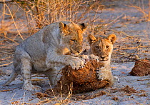 African lion (Panthera leo) two cubs playing with very large elephant dung, Etosha National Park, Namibia October