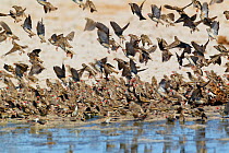 Red billed quelea (Quelea quelea) mass flock drinking and taking off from waterhole, Etosha National Park, Namibia October
