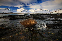 Southern Elephant Seal (Mirounga leonina) on rock shore with snow-covered mountains on the horizon. South Georgia Islands, Southern Ocean, November.