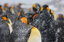 King Penguin (Aptenodytes patagonicus) in heavy snow fall. South Georgia Islands, Southern Ocean, November.
