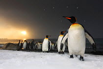 King Penguins (Aptenodytes patagonicus) at sunrise on the coast of South Georgia Island. Southern Ocean, November.