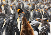 King Penguin (Aptenodytes patagonicus) chick begging its parent for food, with large colony in background. South Georgia Island, Southern Ocean, November.
