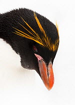 Macaroni Penguin (Eudyptes chrysolophus) portrait. South Georgia Island, Southern Ocean, November.