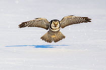 Northern Hawk Owl (Surnia ulula) on hunting flight low over snow. Norway, February.