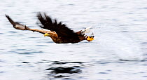 White-tailed Eagle (Haeliaeetus albicilla) in flight with a fresh catch taken from water. Flatanger, Norway, March.