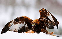 Golden Eagle (Aquila chrysaetos) feeding on carcass. Flatanger, Norway, March.