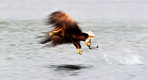 White-tailed Eagle (Haeliaeetus albicilla) in flight with fish caught in one talon. Flatanger, Norway, March.