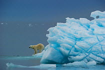 Polar Bear (Ursus maritimus) on the edge of iceberg. Nordaustlandet, Svalbard, July.