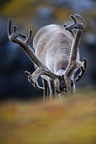 Svalbard Reindeer (Rangifer tarandus) antlers in velvet, grazing. Spitsbergen, Svalbard, July.
