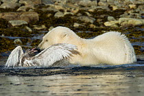 Polar Bear (Ursus maritimus) attacking Glaucous Gull (Larus hyperboreus) on water. Spitsbergen, Svalbard, August.