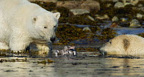 Two Polar Bears (Ursus maritimus) attacking Glaucous Gull (Larus hyperboreus) on water. Spitsbergen, Svalbard, August.