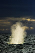 Blue Whale (Balaenoptera musculus) blowing. Spitsbergen, Svalbard, August.