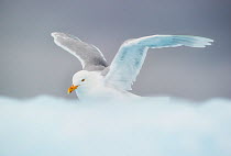 Glaucous Gull (Larus hyperboreus) on blue ice. Spitsbergen, Svalbard, August.