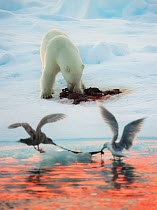 Polar Bear (Ursus maritimus) at seal kill, with two Glaucous Gulls (Larus hyperboreus) fighting over scraps. Nordaustlandet, Svalbard, September.