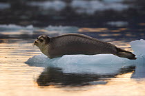 Bearded Seal (Erignathus barbatus) resting on ice. Kongsfjorden, Svalbard, September.