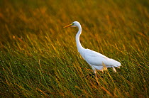 Intermediate Egret (Ardea / Egretta intermedia) in long grass. Okavango, Botswana, November.
