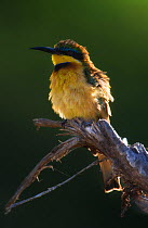 Little Bee-eater (Merops pusillus) perched. Samburu, Kenya, December.