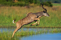 Greater Kudu (Tragelaphus strepsiceros) jumping over water. Okavango, Botswana, November.
