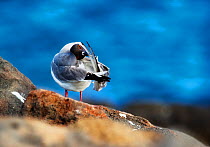 Swallow-tailed Gull (Creagrus furcatus) cleaning feathers. Galapagos
