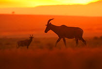 Topi (Damaliscus korrigum / lunatus) silhouetted at sunset. Masai Mara, Kenya, September.
