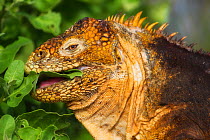 Galapagos Land Iguana (Conolophus subcristatus) feeding on green leaves. Galapagos