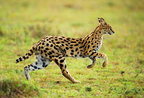 Serval (Caracal / Leptailurus serval) running. Masai Mara, Kenya, September.