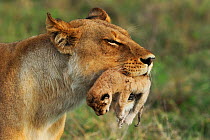 Lioness (Panthera leo) holding her newborn cub in mouth. Okavango, Botswana, November.