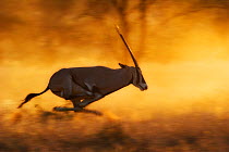 Beisa oryx (Oryx beisa) galloping at speed. Samburu, Kenya, December.