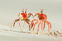 Galapagos Ghost Crab (Ocypode gaudichaudii) fighting on the beach. Galapagos
