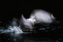 Herring Gull (Larus argentatus) taking off from water with blurred wings. Flatanger, Norway, March.
