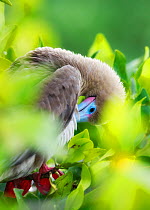 Red-footed Booby (Sula sula) preening in a tree. Galapagos