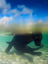 Galapagos Sea Lion (Zalophus wolllebaeki) under the surface. Galapagos