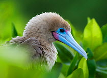 Red-footed Booby (Sula sula) sitting in tree, head portrait, Galapagos
