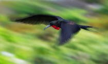 Magnificent Frigatebird (Fregata magnificens) in flight. Panned action, Galapagos