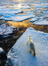 Polar Bear (Ursus maritimus) looking across ice floe seascape. Nordaustlandet, Svalbard, August.