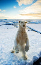 Polar Bear (Ursus maritimus) standing on hind legs in ice floe seascape. Nordaustlandet, Svalbard, August.
