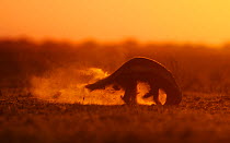 Honey Badger / Ratel (Mellivora capensis) foraging at sunrise. Kalahari, Botswana, November.