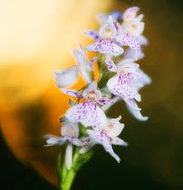 Common Spotted Orchid (Dactylorhiza fuchsii) flowers. Norway, June.