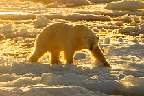 Polar Bear (Ursus maritimus) in arctic ice landscape with midnight sun. Nordaustlandet, Svalbard, August.