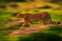 Cheetah (Acinonyx jubatus) in motion. Masai Mara, Kenya, December.