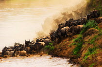Wildebeest (Connochaetes taurinus) crossing Mara River. Masai Mara, Kenya, September.