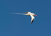Red-billed Tropicbird (Phaethon aethereus) in flight. Galapagos