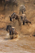 Wildebeest (Connochaetes taurinus) jumping into Mara River. Masai Mara, Kenya, September.