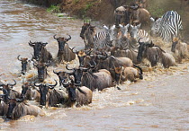 Wildebeest (Connochaetes taurinus) and zebra crossing Mara River. Masai Mara, Kenya, September.